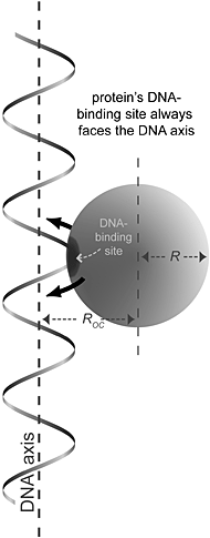 Visualization of a protein molecule sliding along DNA